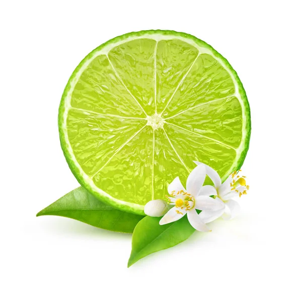Tvärsnitt Kalk Frukt Lime Träd Blad Och Blommor Isolerad Vit — Stockfoto