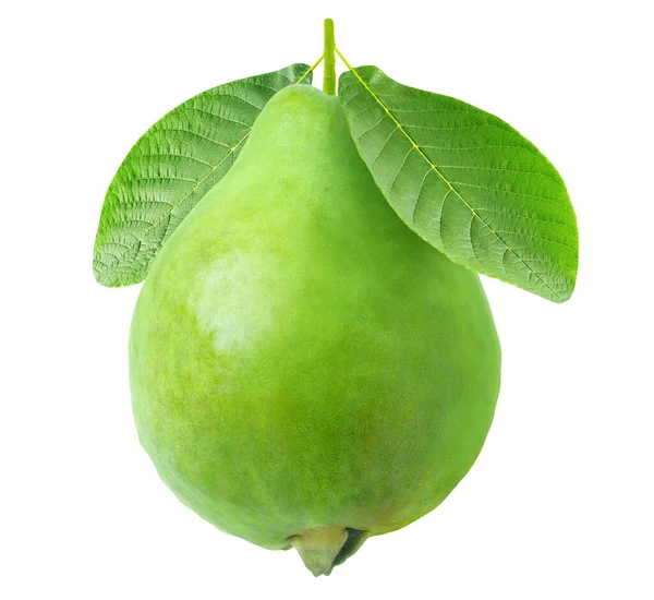 Guava Isolata Frutto Verde Guava Appeso Gambo Con Foglie Isolate — Foto Stock