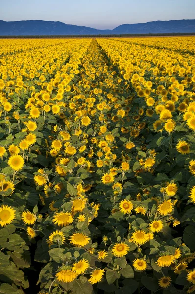Sunflowers field. California — Stock Photo, Image