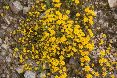 Point Reyes Milli Seashore, Kaliforniya