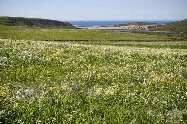 Point Reyes Milli Seashore, Kaliforniya — Stok fotoğraf