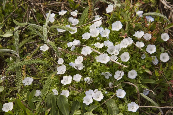 Point Reyes National Seashore, Califórnia — Fotografia de Stock