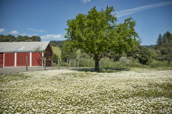 Ladugård och Apple tree — Stockfoto