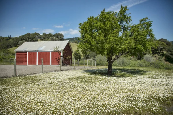 Scheune und Apfelbaum — Stockfoto