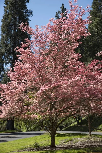 Pembe kızılcık ağacı — Stok fotoğraf