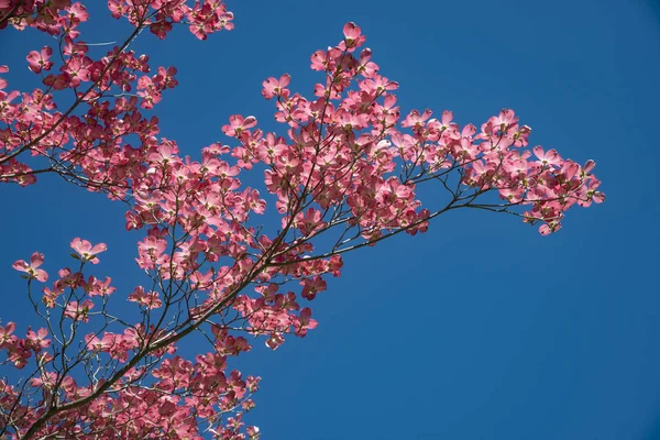 Árvore Dogwood rosa — Fotografia de Stock