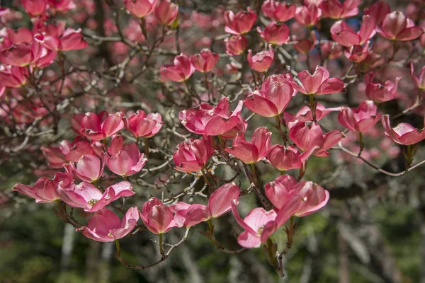 Árvore Dogwood rosa — Fotografia de Stock