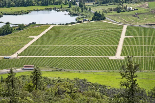 Oregon pól uprawnych wiosna — Zdjęcie stockowe