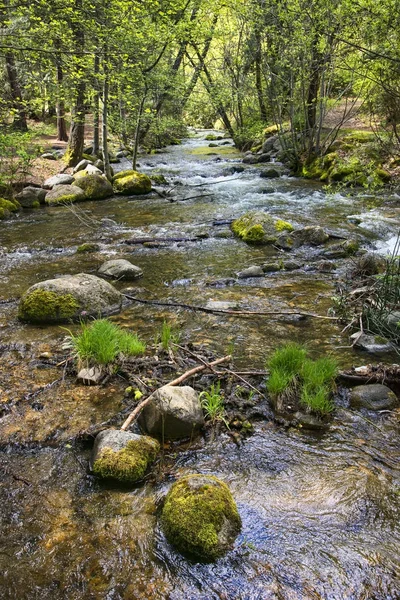 Tavaszi táplált creek — Stock Fotó