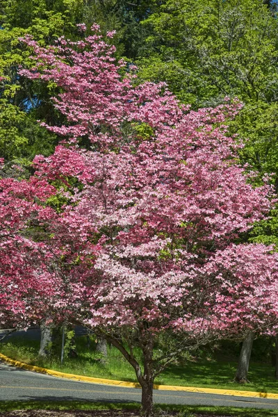 粉红色的山茱萸树 — 图库照片