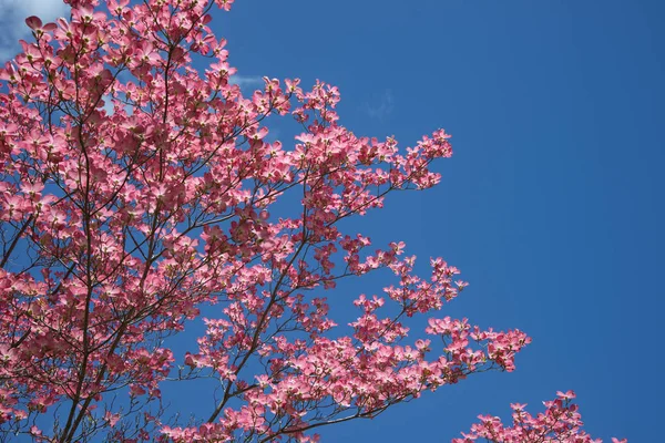 Pink Dogwood tree — Stock Photo, Image