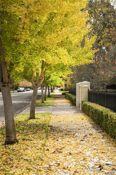 Herfst bomen met stoep — Stockfoto