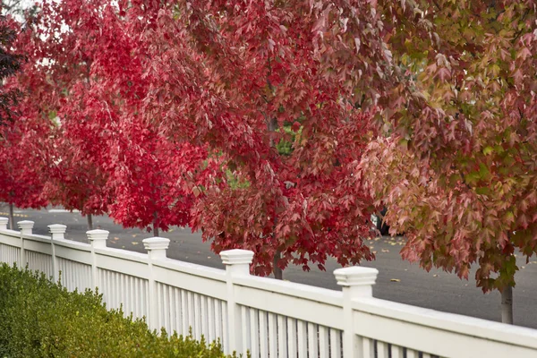 Herfst tress in volledige kleur — Stockfoto