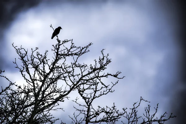 Corbeau unique dans un arbre — Photo