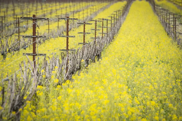 Napa Valley mustár mezők — Stock Fotó