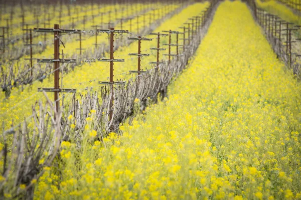 Napa Valley musztarda pola — Zdjęcie stockowe