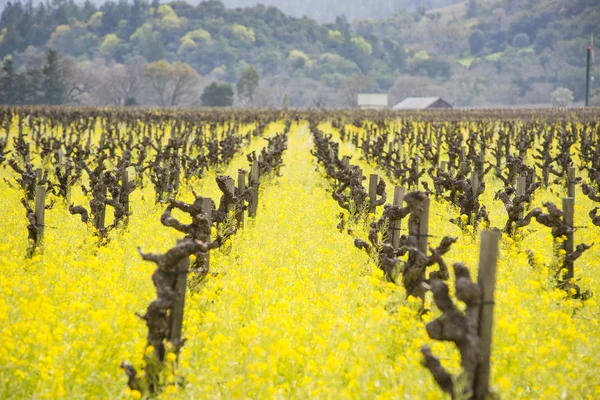 Campos de mostarda do Vale de Napa — Fotografia de Stock