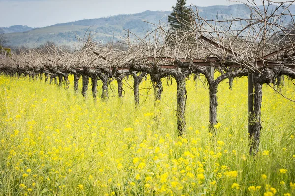 Napa Valley campi di senape — Foto Stock