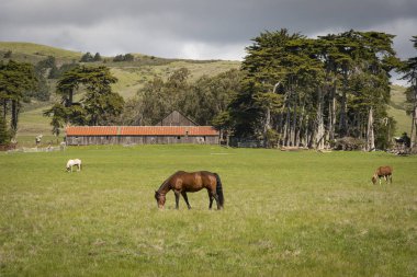 Pastoral sahne Kuzey Kaliforniya