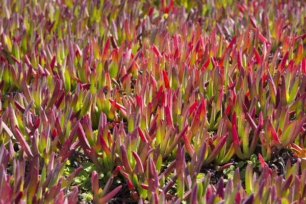 Kolorowych roślin lodu — Zdjęcie stockowe