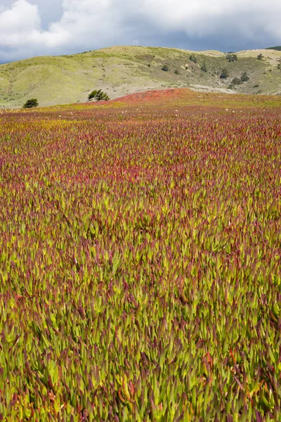 春に氷の植物 — ストック写真