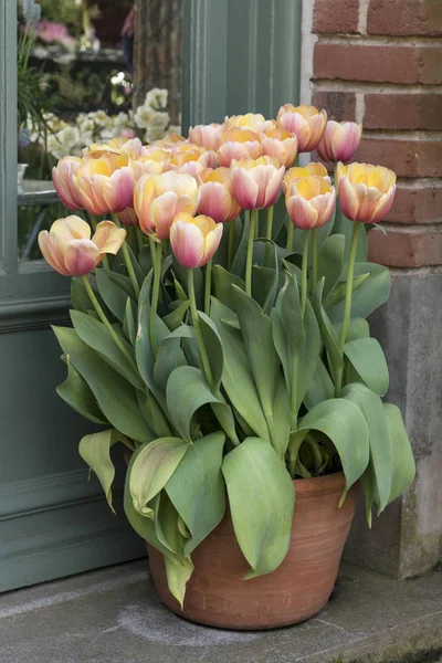 Pote de tulipas — Fotografia de Stock