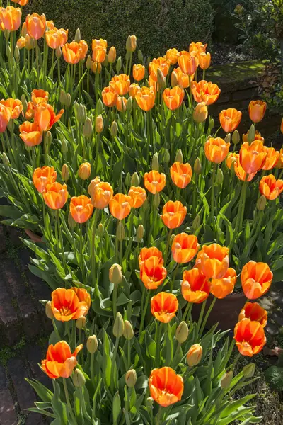 Tulipes en fleurs — Photo