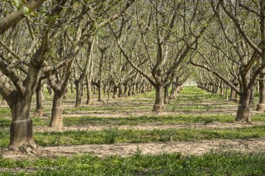 Ceviz meyve bahçesi