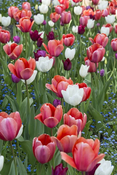 Lit de fleurs tulipe — Photo