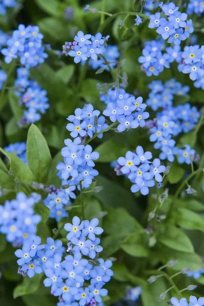 작은 파랑 꽃 — 스톡 사진
