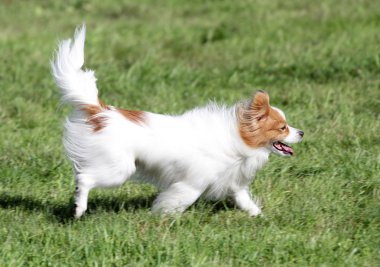 Köpek Papilyon bir çim üzerinde çalışır.
