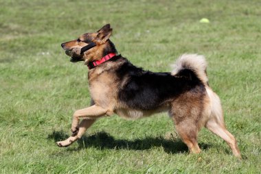 Alman çoban köpeği bir çim üzerinde çalışır