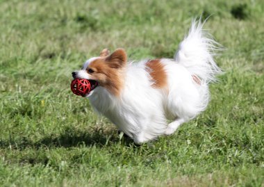 Köpek Papilyon bir çim üzerinde çalışır.