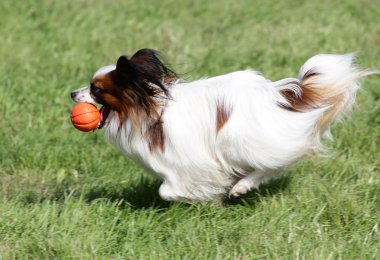 Köpek Papilyon bir çim üzerinde çalışır.