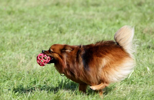 Spitz-dog court sur une pelouse — Photo