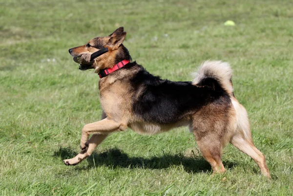 Alman çoban köpeği bir çim üzerinde çalışır