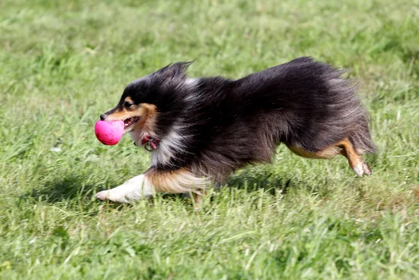 Le chien de la Sheltie court sur une pelouse — Photo