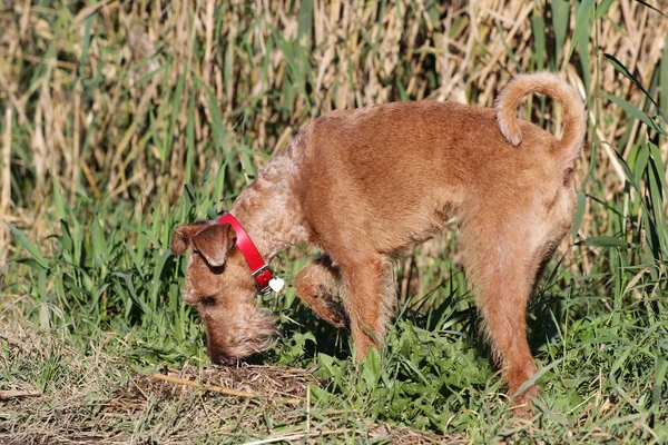 The Irish terrier on walk — Stock Photo, Image