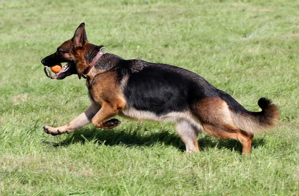 The German shepherd runs on a lawn Stock Image