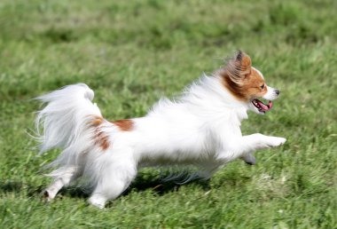 Köpek Papilyon bir çim üzerinde çalışır.