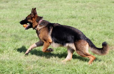 Alman çoban köpeği bir çim üzerinde çalışır