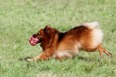 Spitz-köpek çim üzerinde çalışır