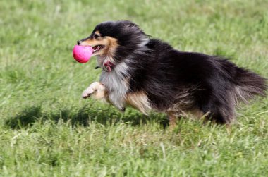 Sığınak köpek çim üzerinde çalışır