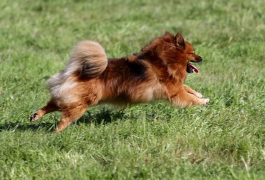 Spitz-köpek çim üzerinde çalışır