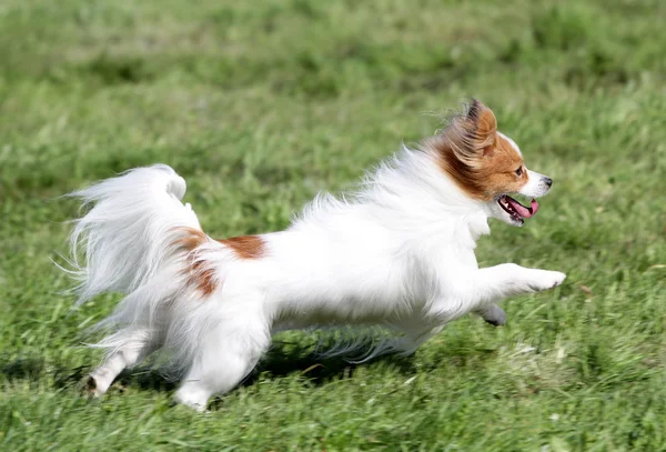 Le chien Papilyon court sur une pelouse — Photo