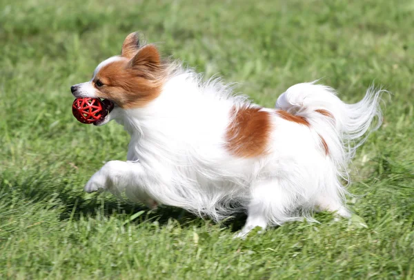 Cão do Papillon no treinamento de agilidade — Fotografia de Stock