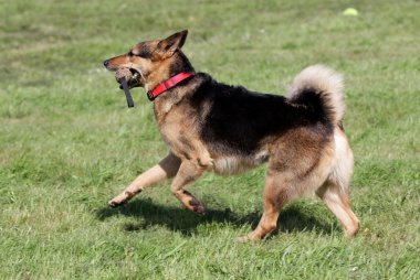Alman çoban köpeği bir çim üzerinde çalışır