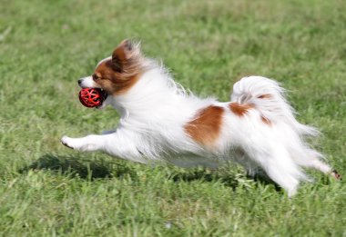 Köpek Papilyon bir çim üzerinde çalışır.