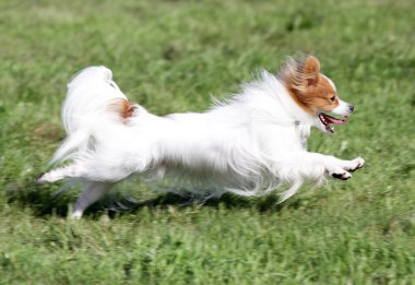 Köpek Papilyon bir çim üzerinde çalışır.