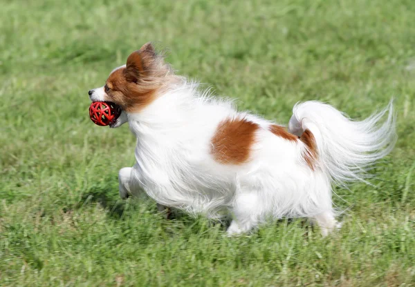 Le chien Papilyon court sur une pelouse — Photo